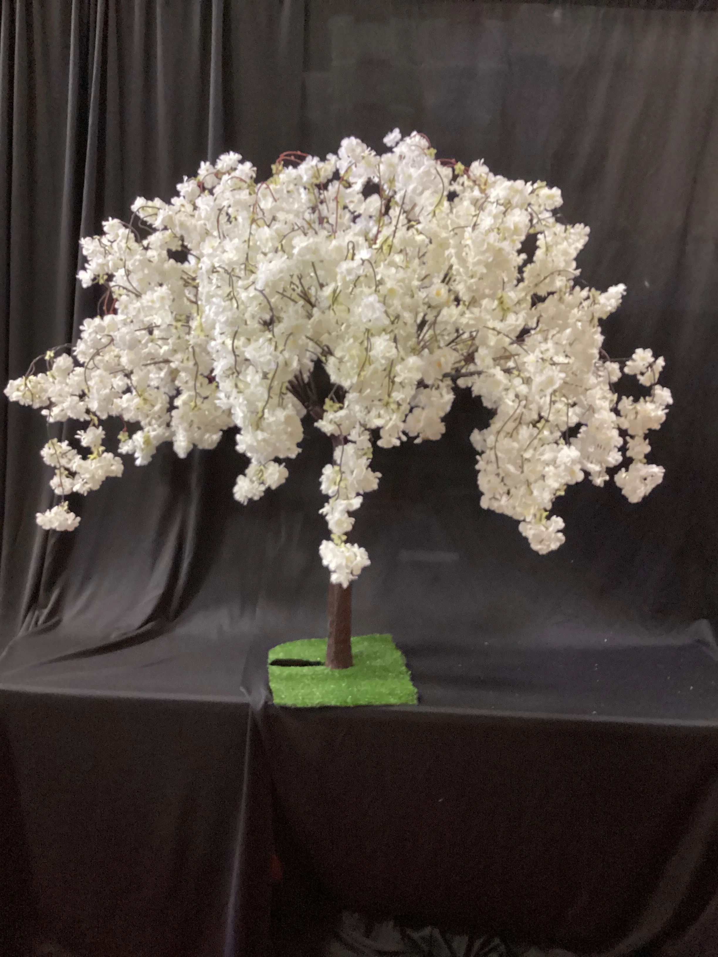 Sakura white 4ft tall tree