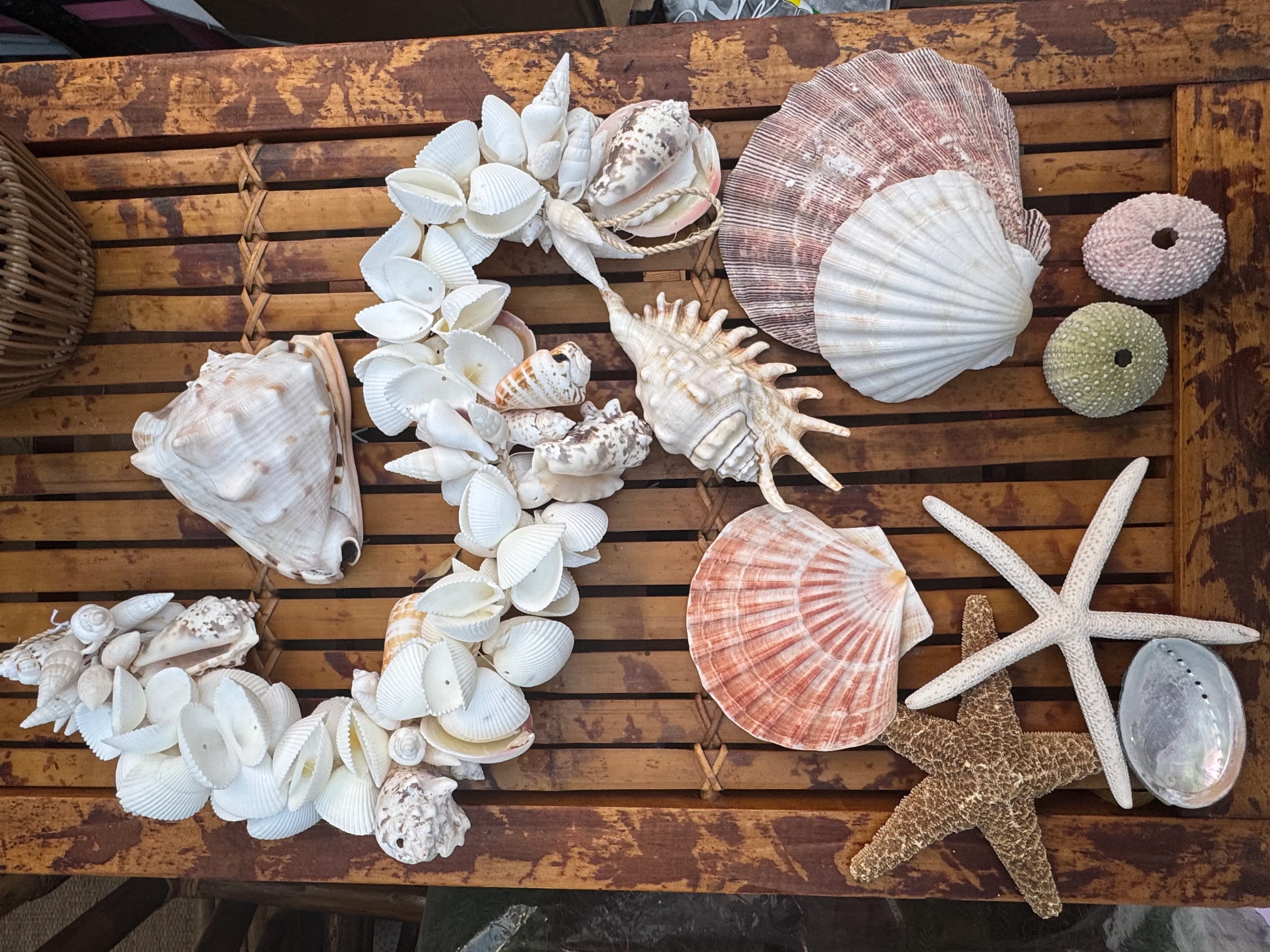 Seashell Accents (Set of 12)