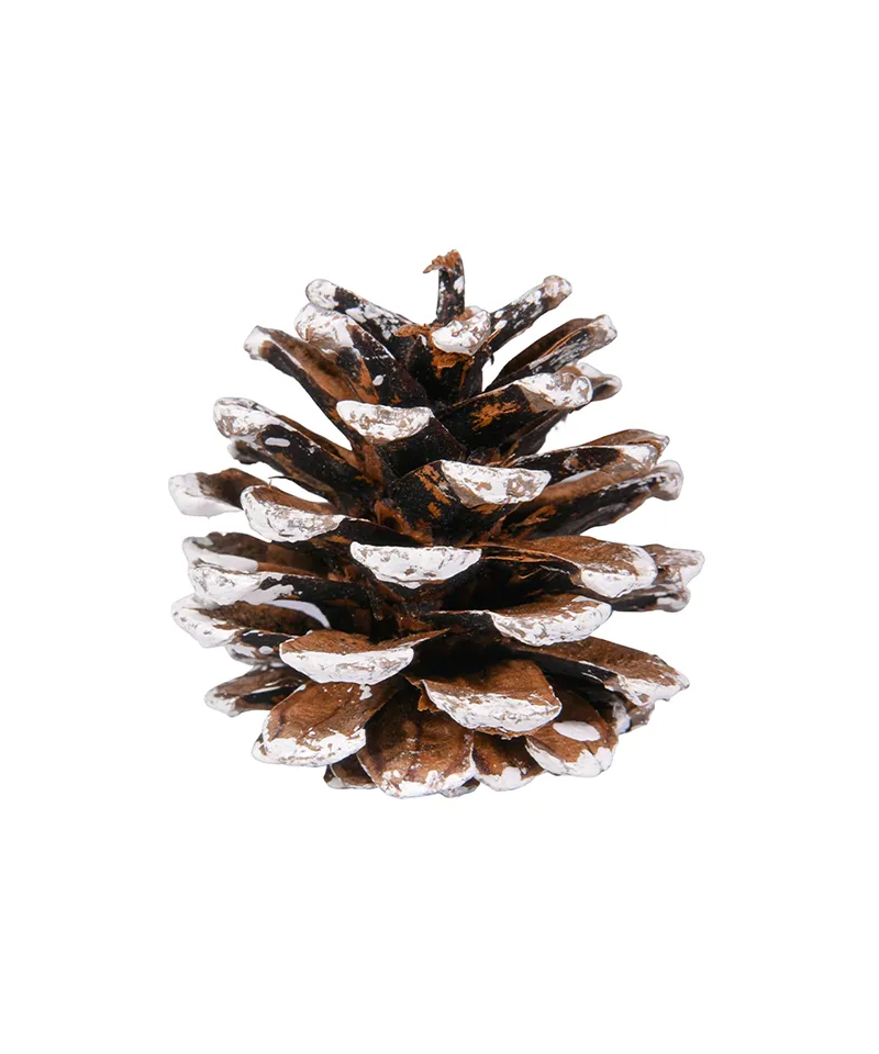 Pine Cone