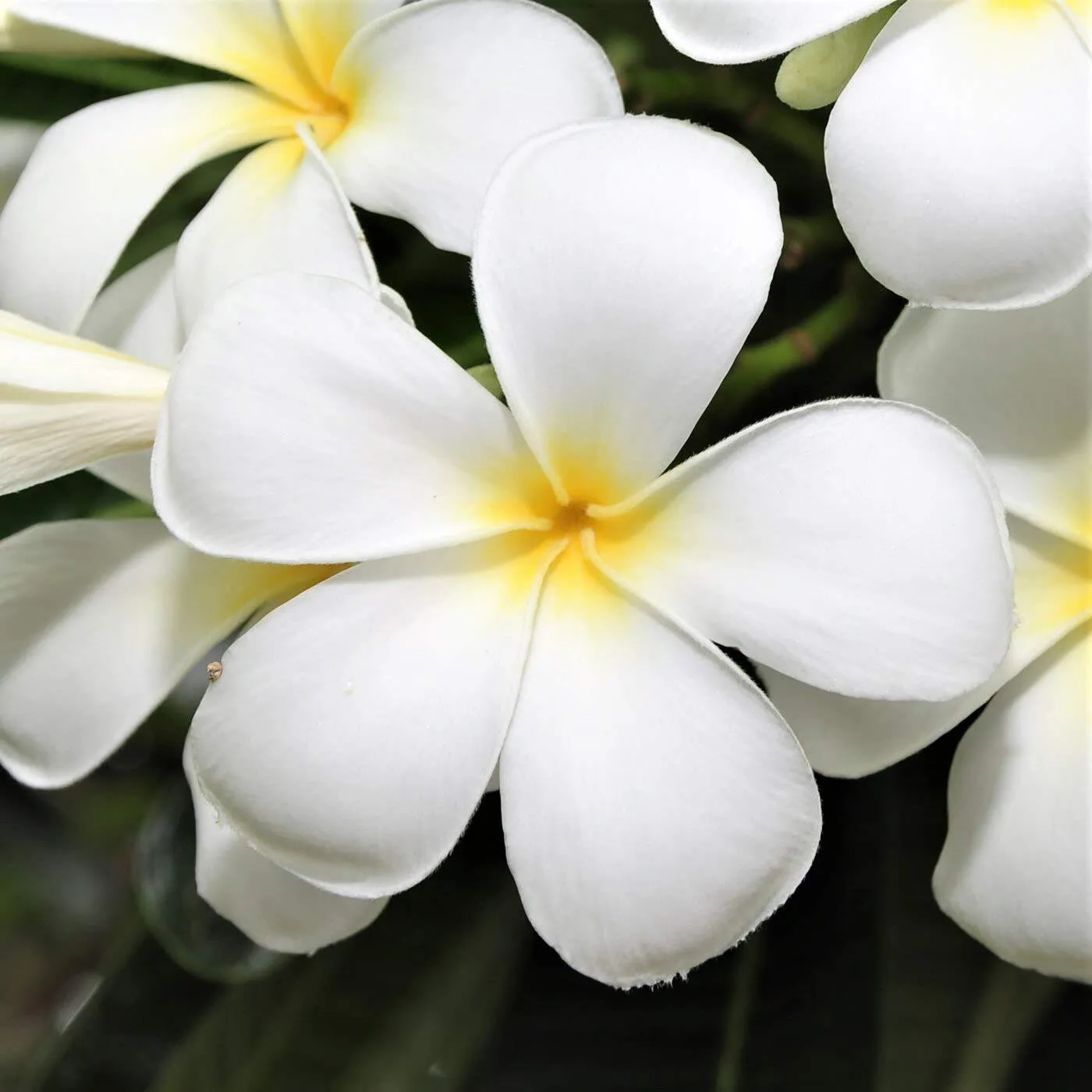 Plumeria Flower