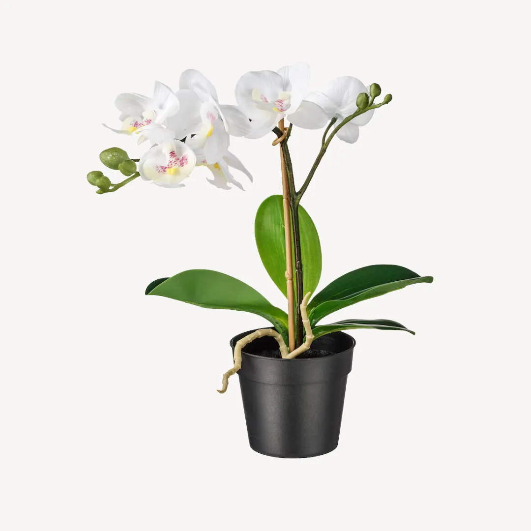 Potted Plant Ireland