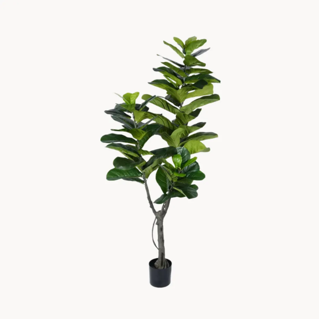 Plant Voleri
