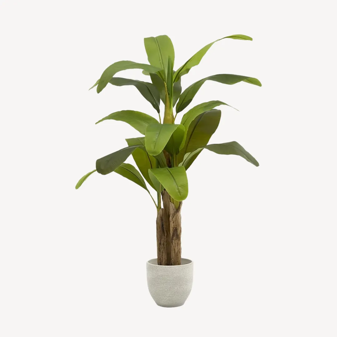 Banana Tree, H150