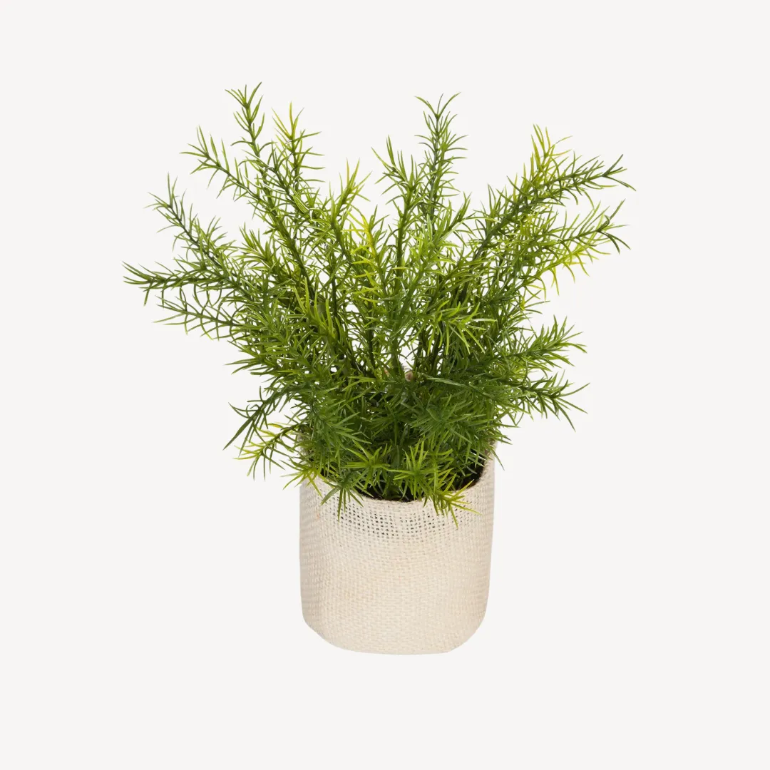 Plant Naple, H25