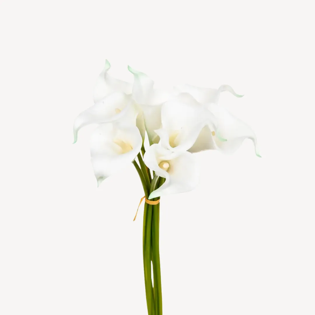 Eterna Lily, H 36