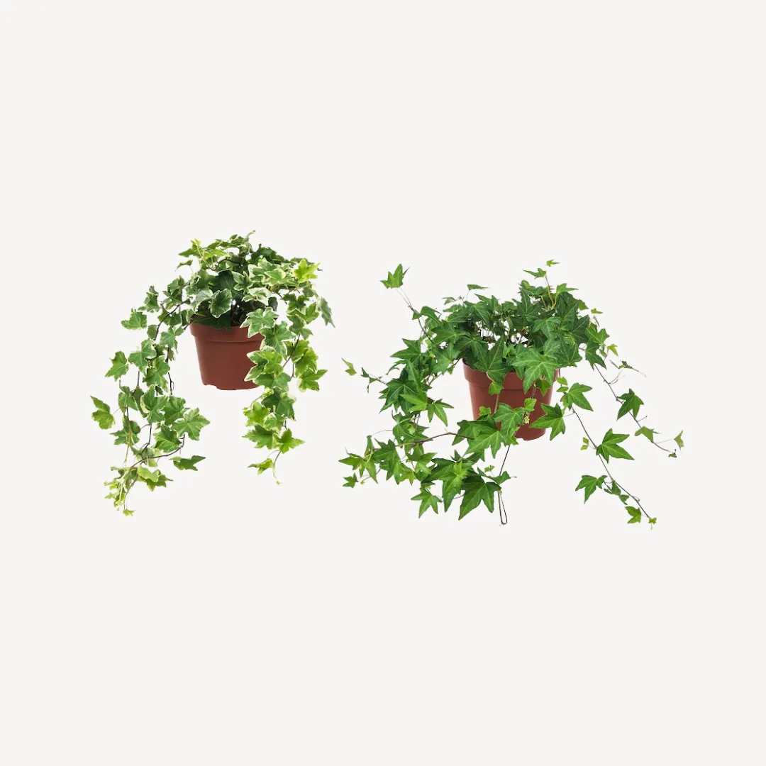 Potted Plant Tirana