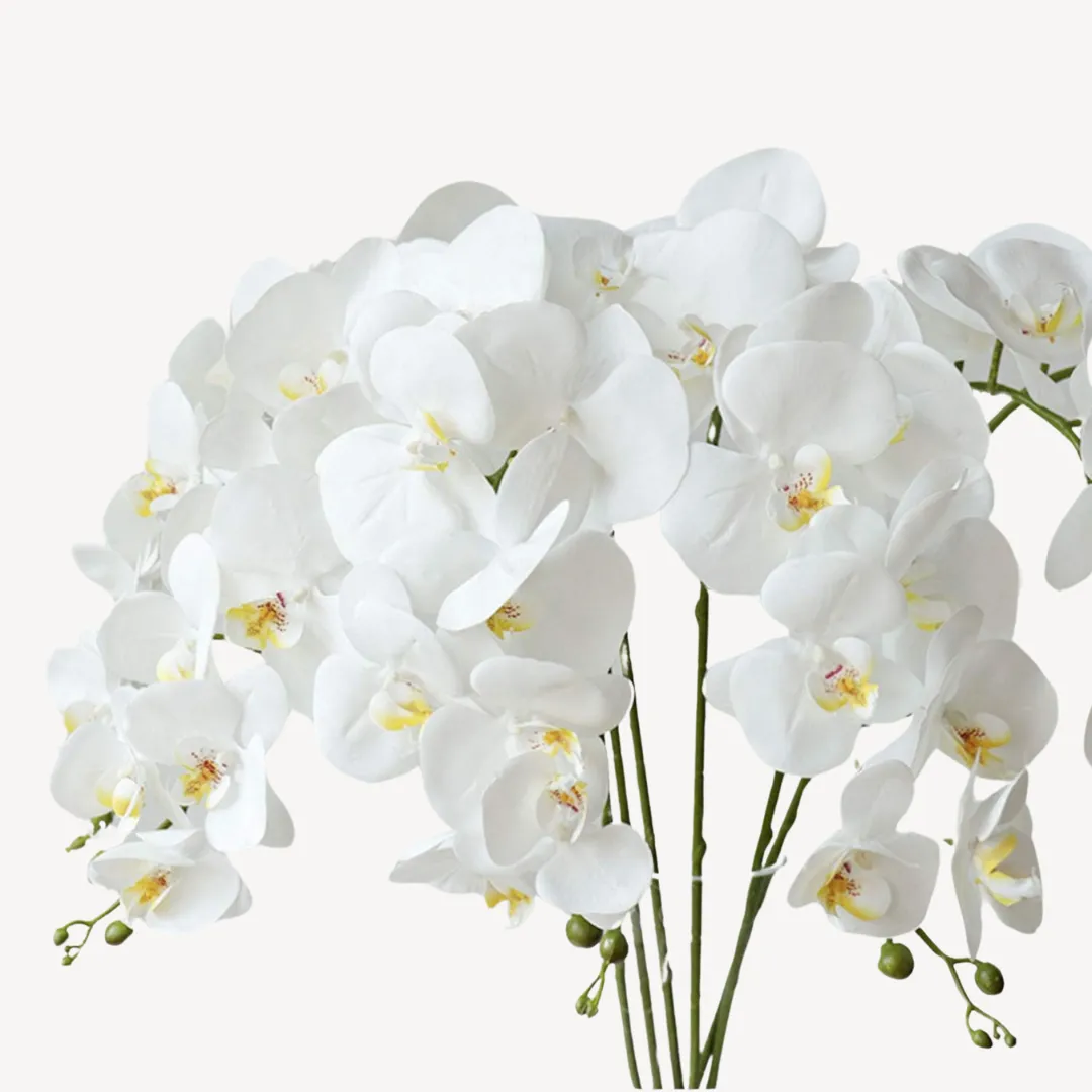 Orchid Flowers 