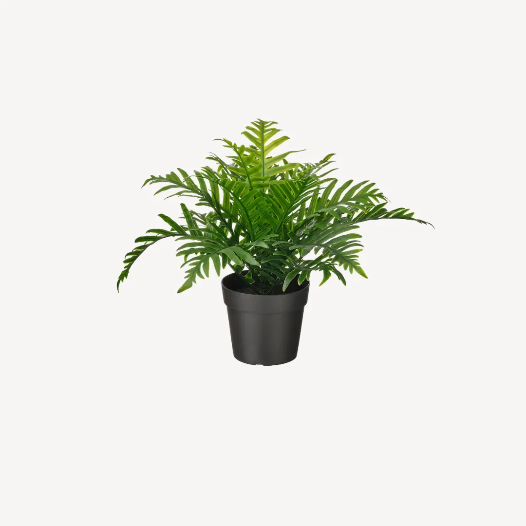 Potted Plant Dublin