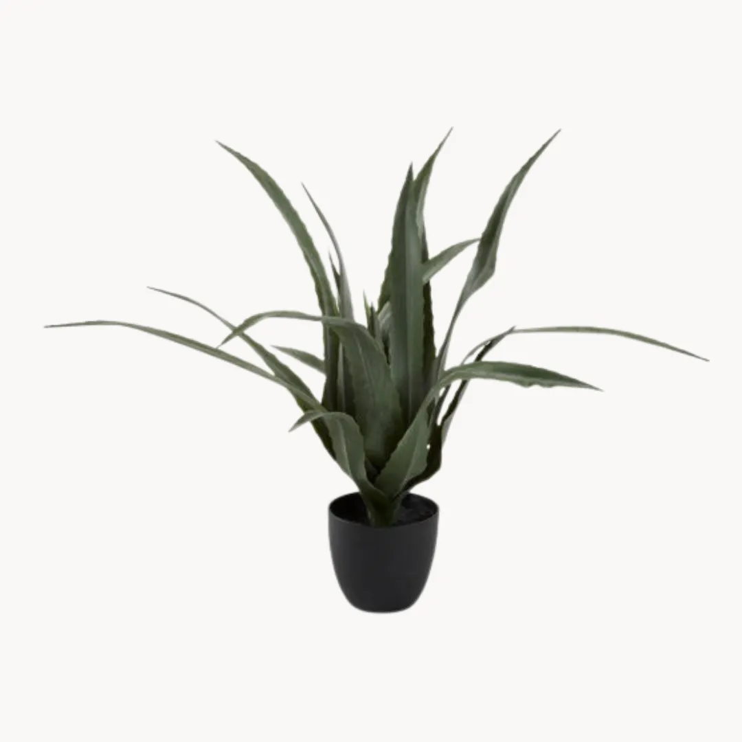 Plant Stiracusa