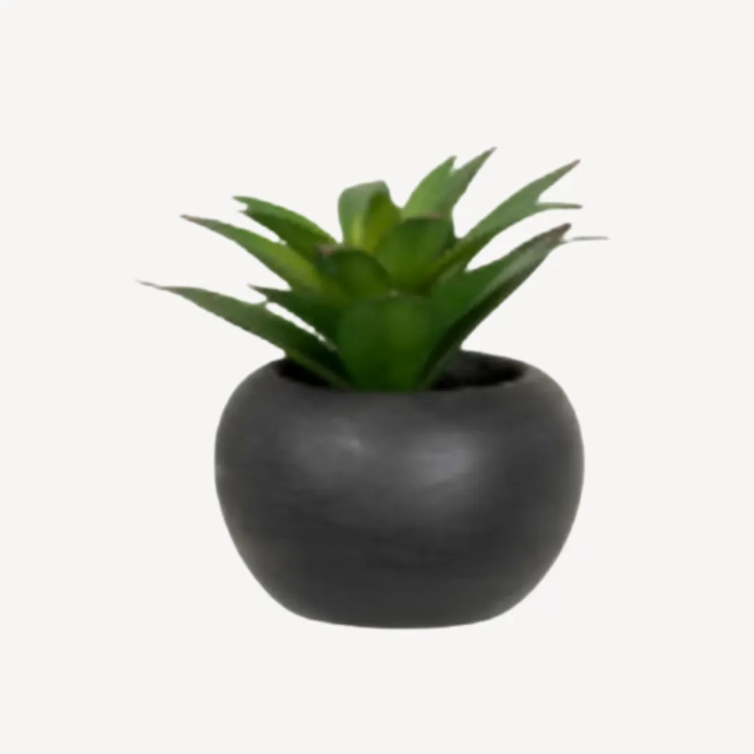 Succulent Plant Esbjerg