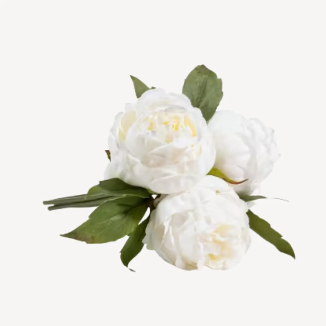 Peony Pamila, H80