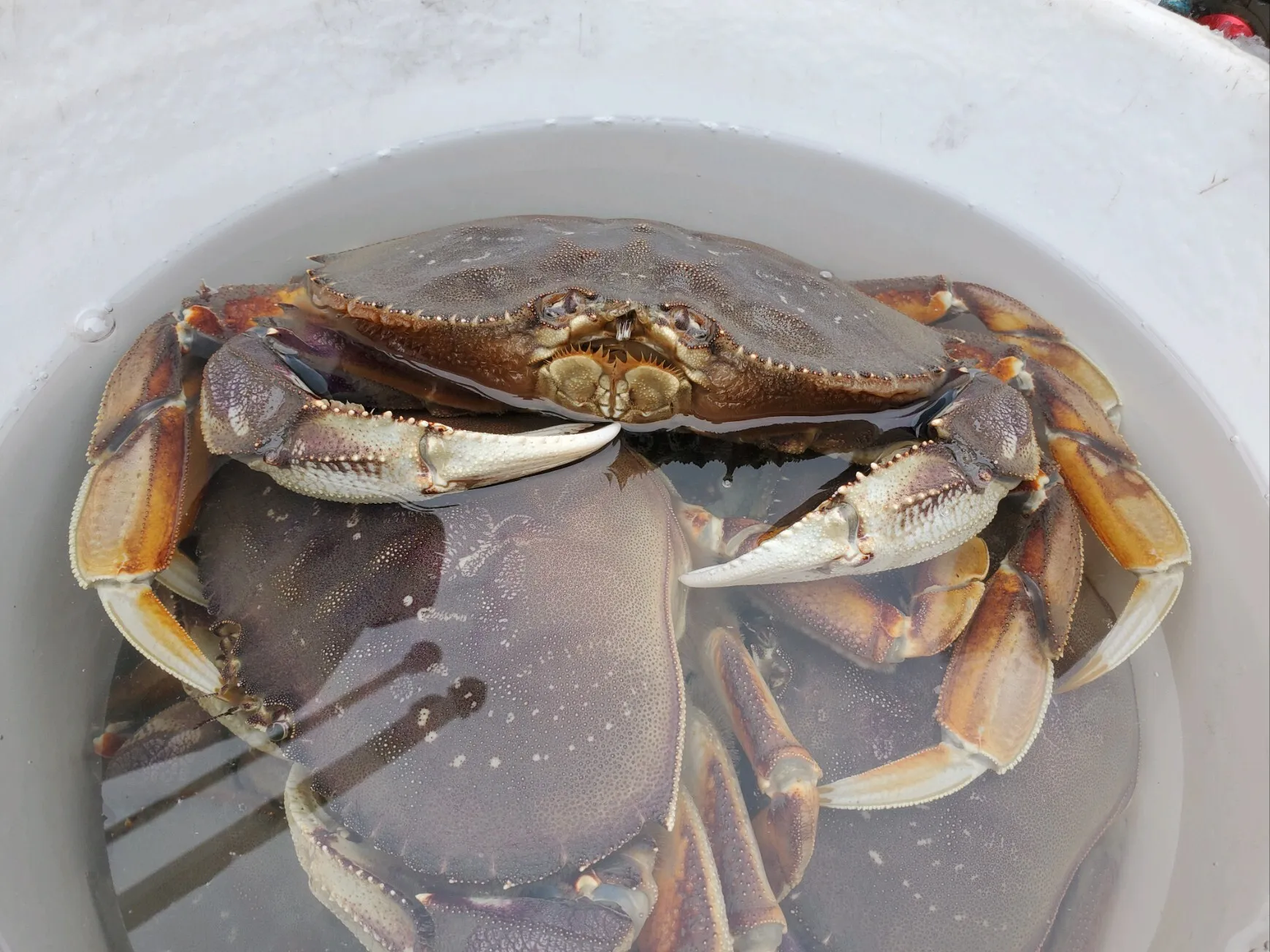 Crab Gear