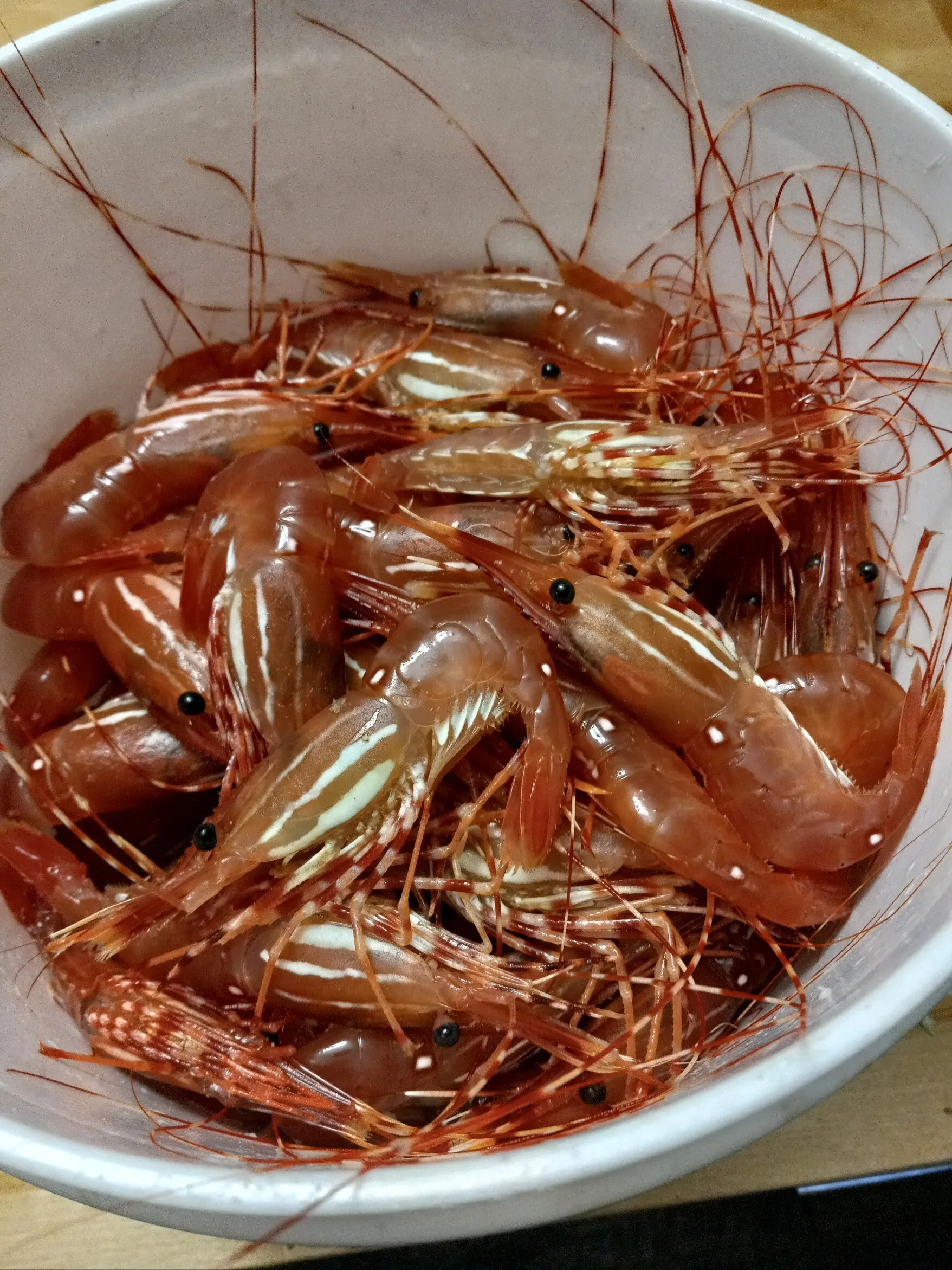 Spot Shrimp Gear