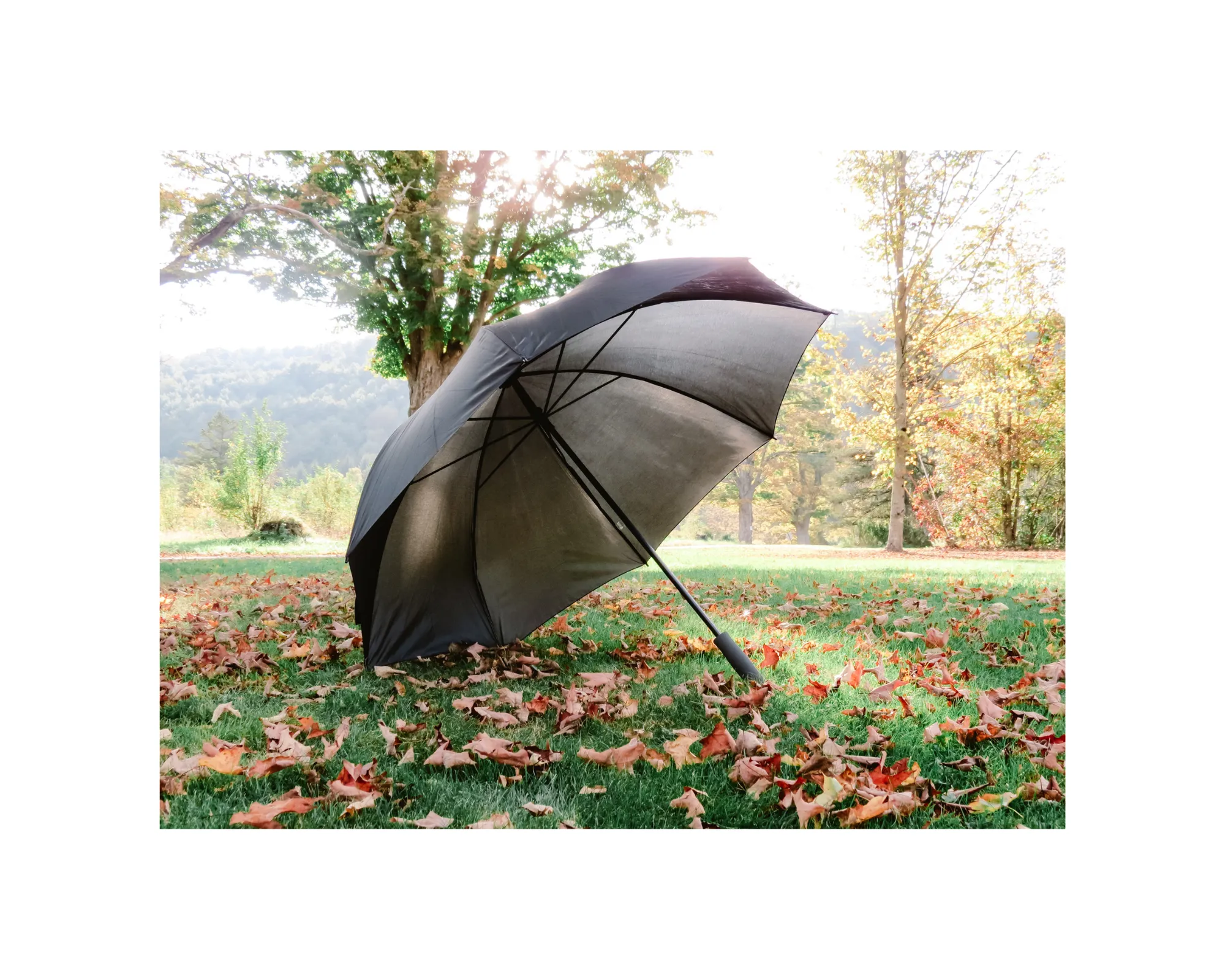 Umbrella