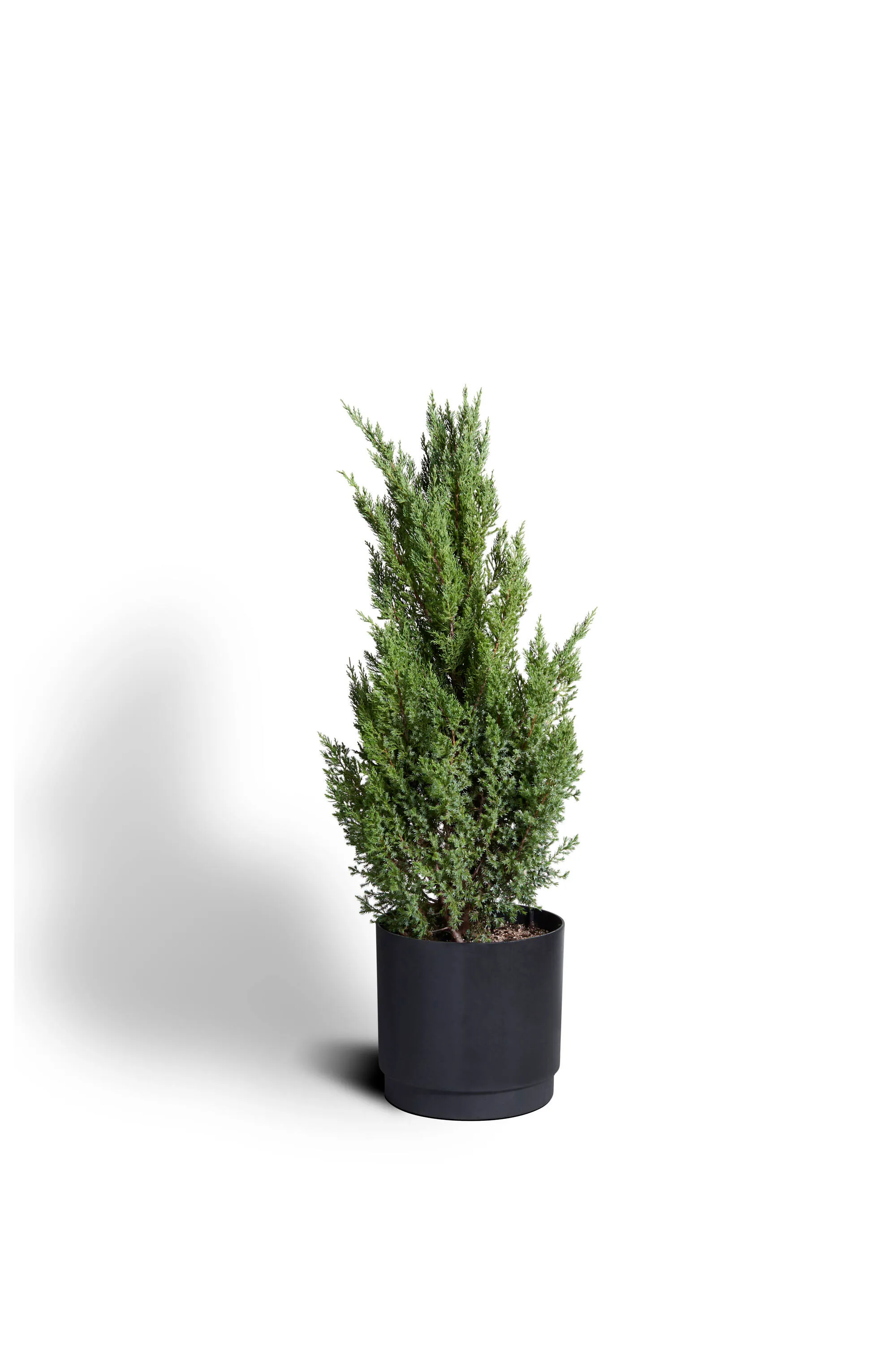 Blue Arrow Juniper