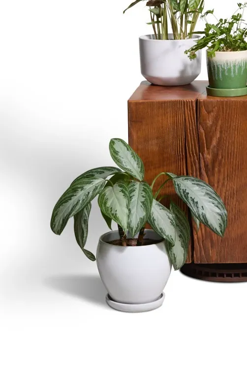 Aglaonema