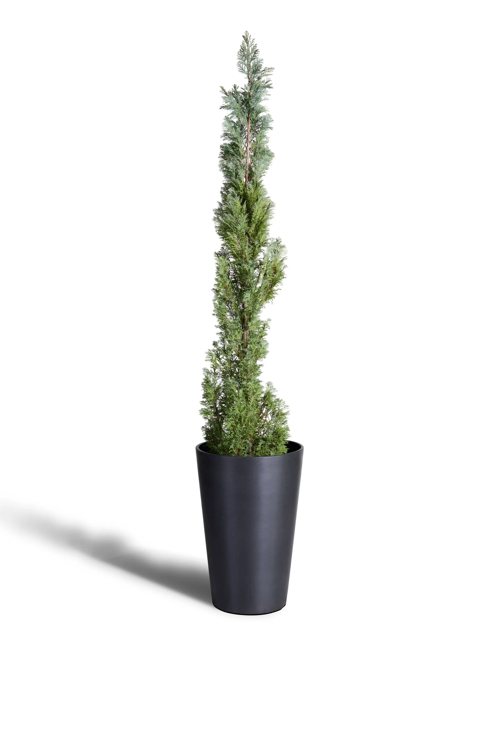Lawson Cypress
