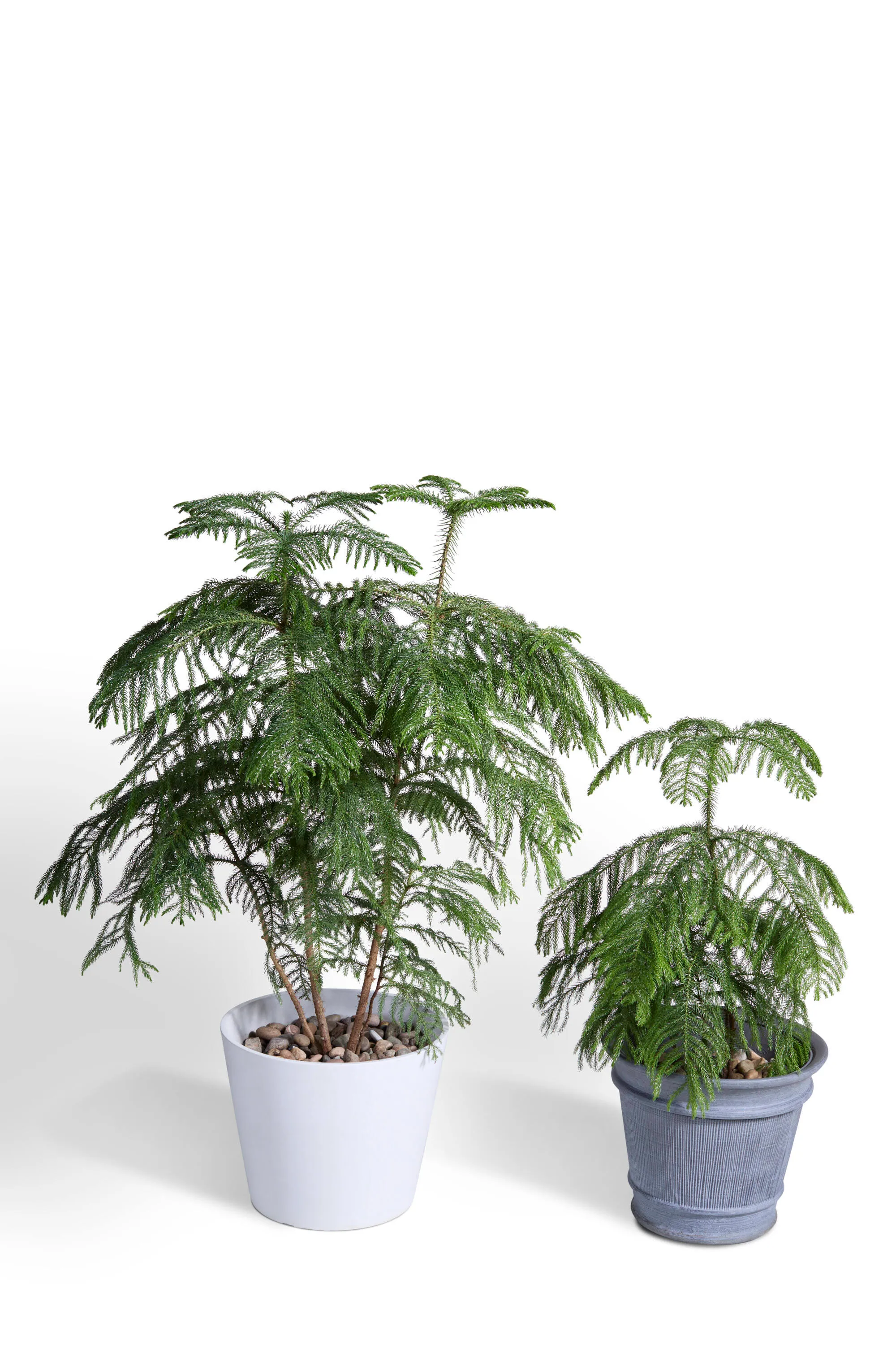 Norfolk Island Pine