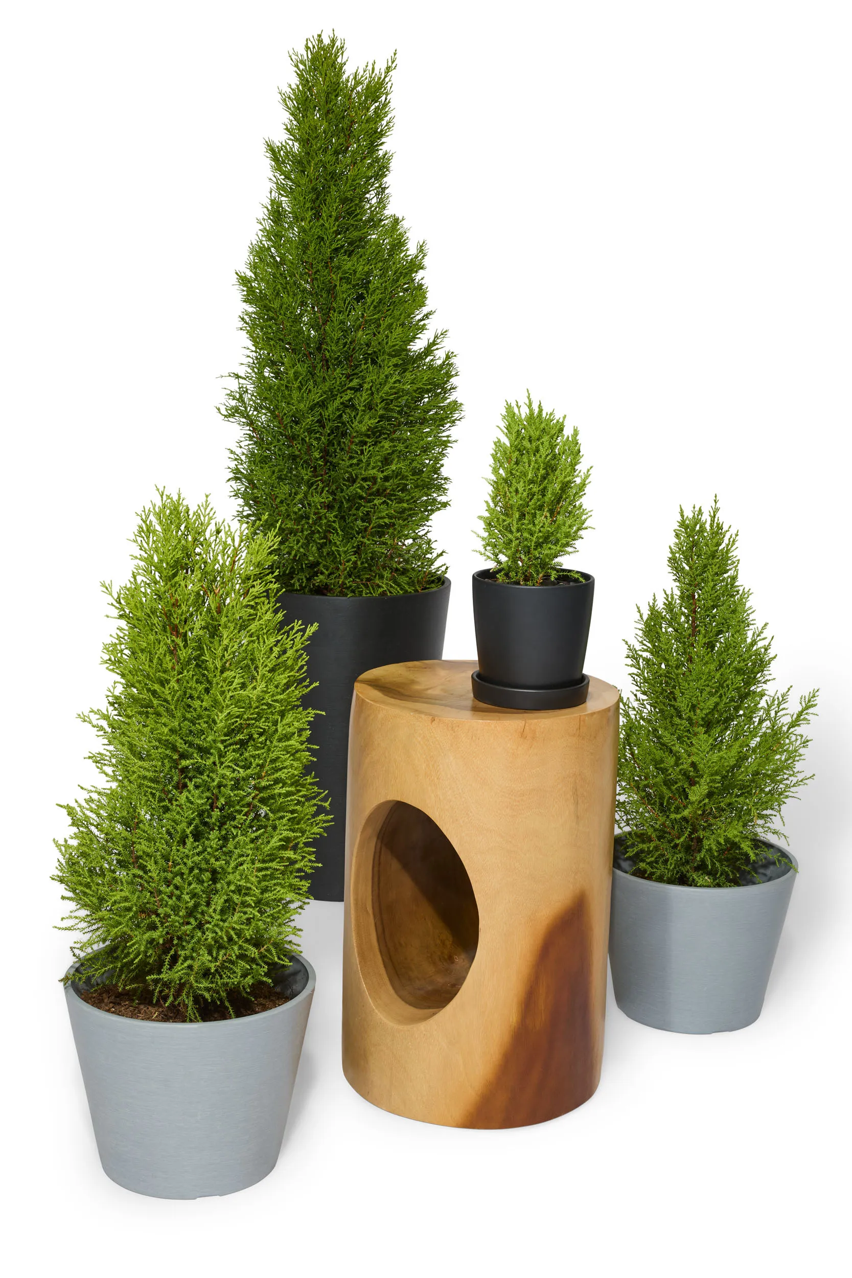 Lemon Cypress
