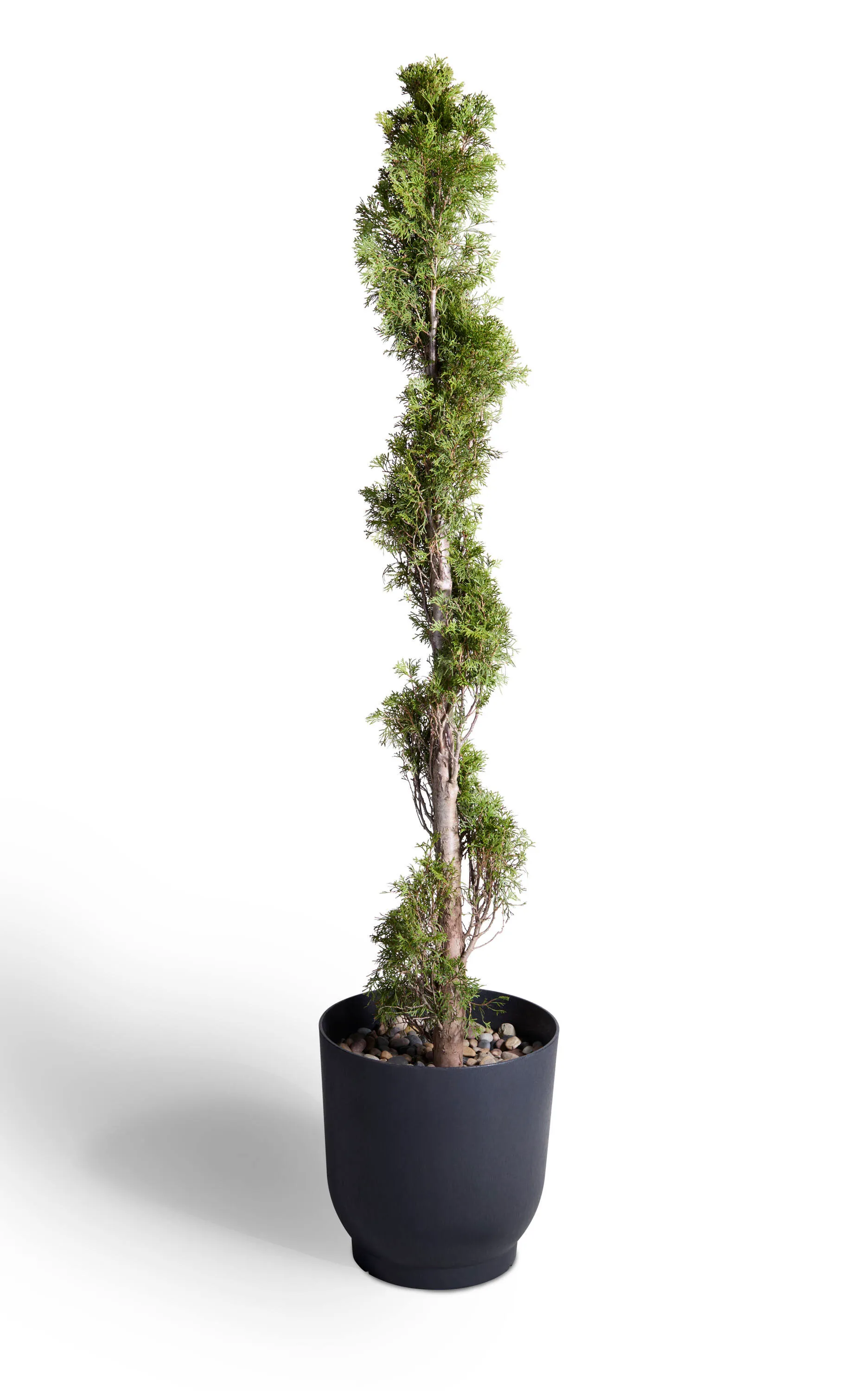 Spiral Arborvitae