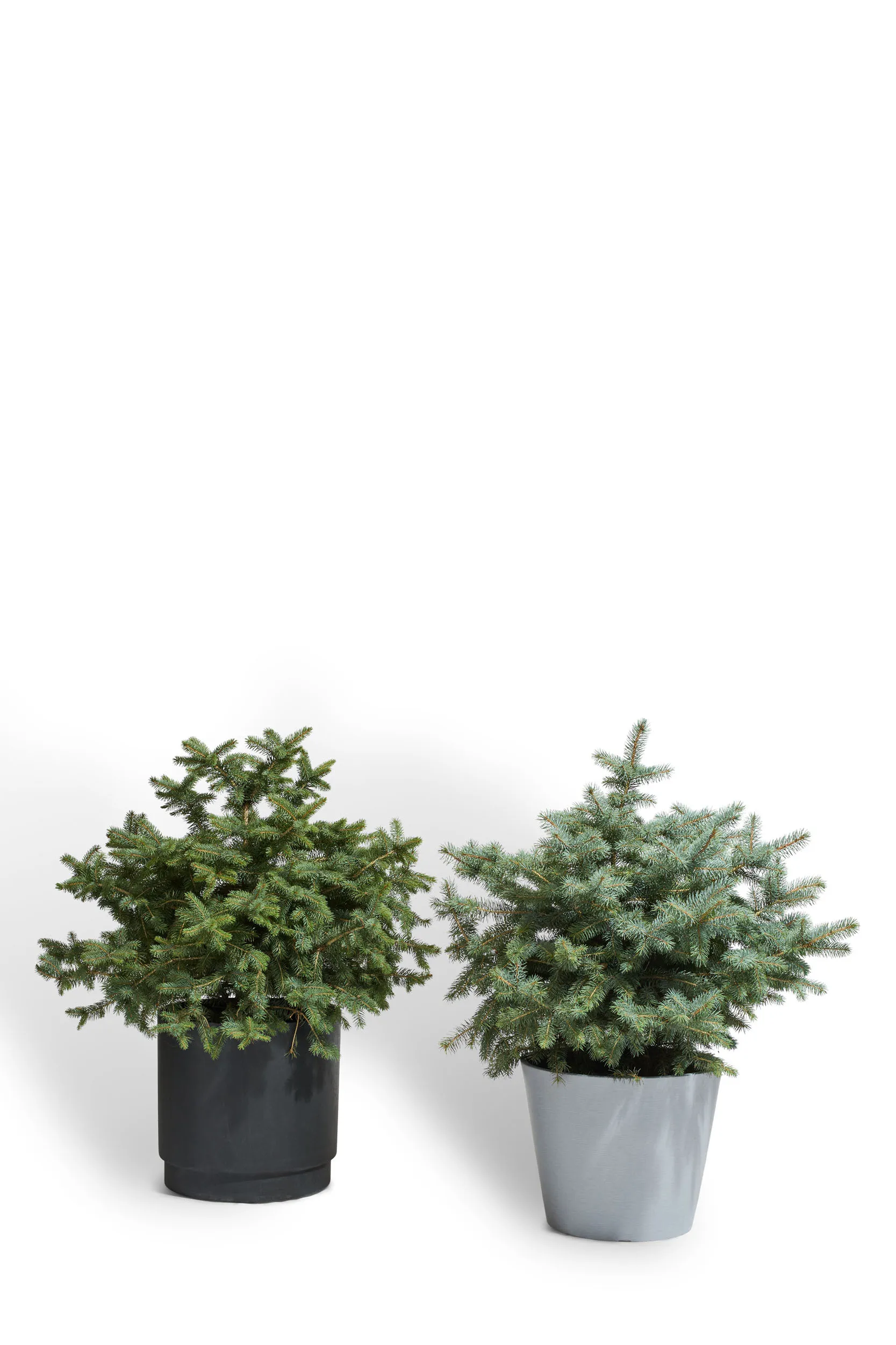 Colorado Spruce