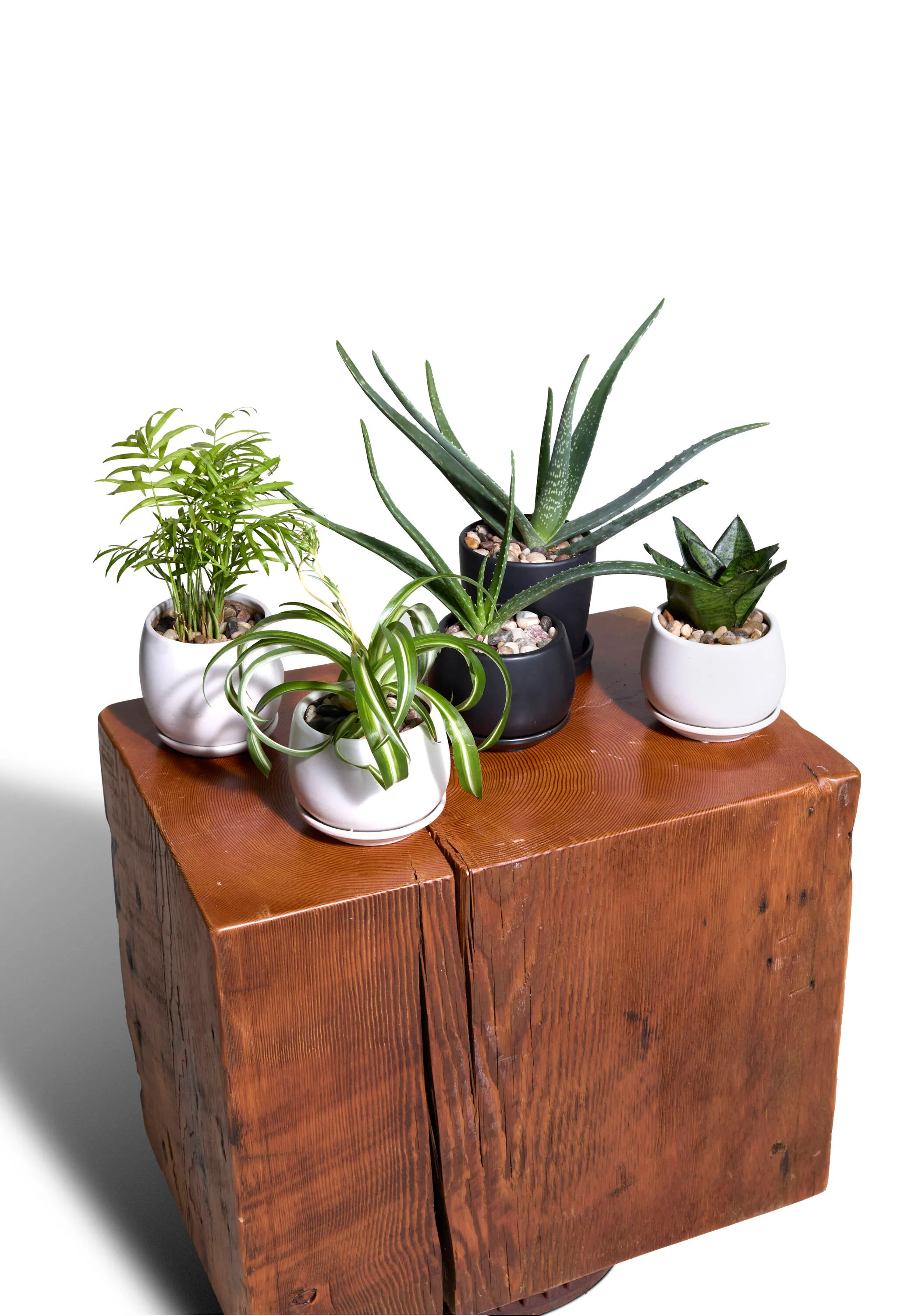 Tabletop Plant, Small