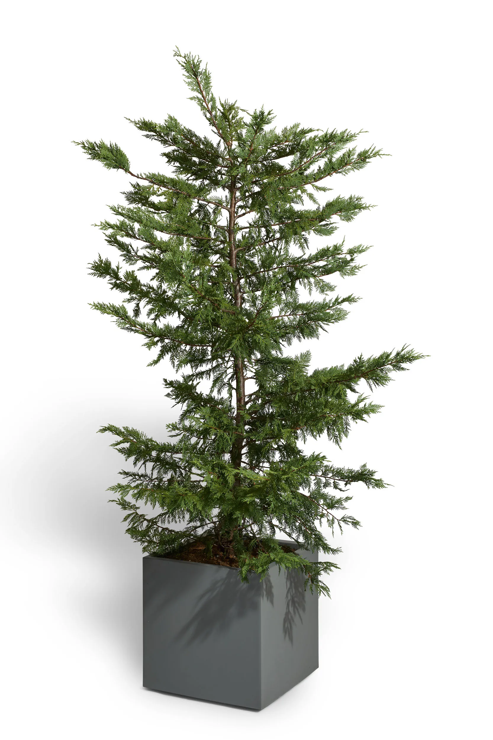 Leyland Cypress