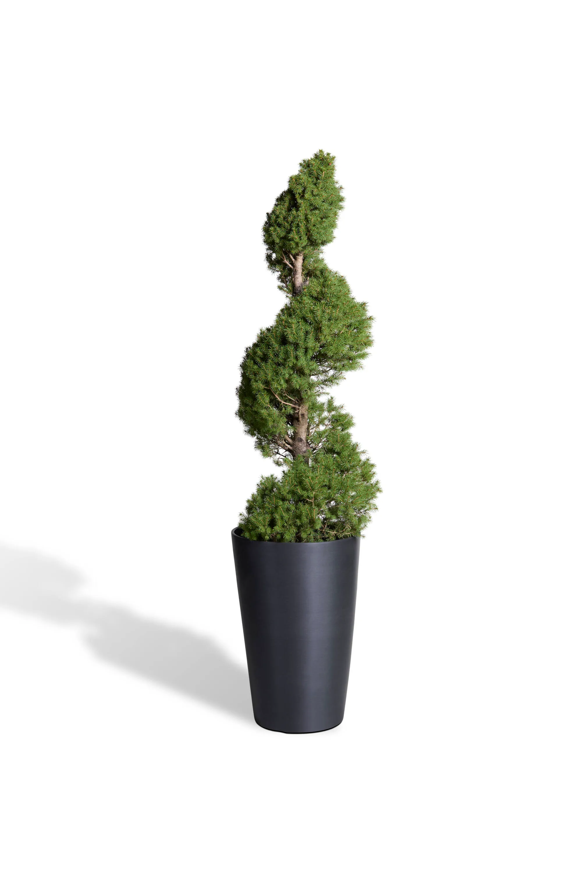 Spiral Spruce