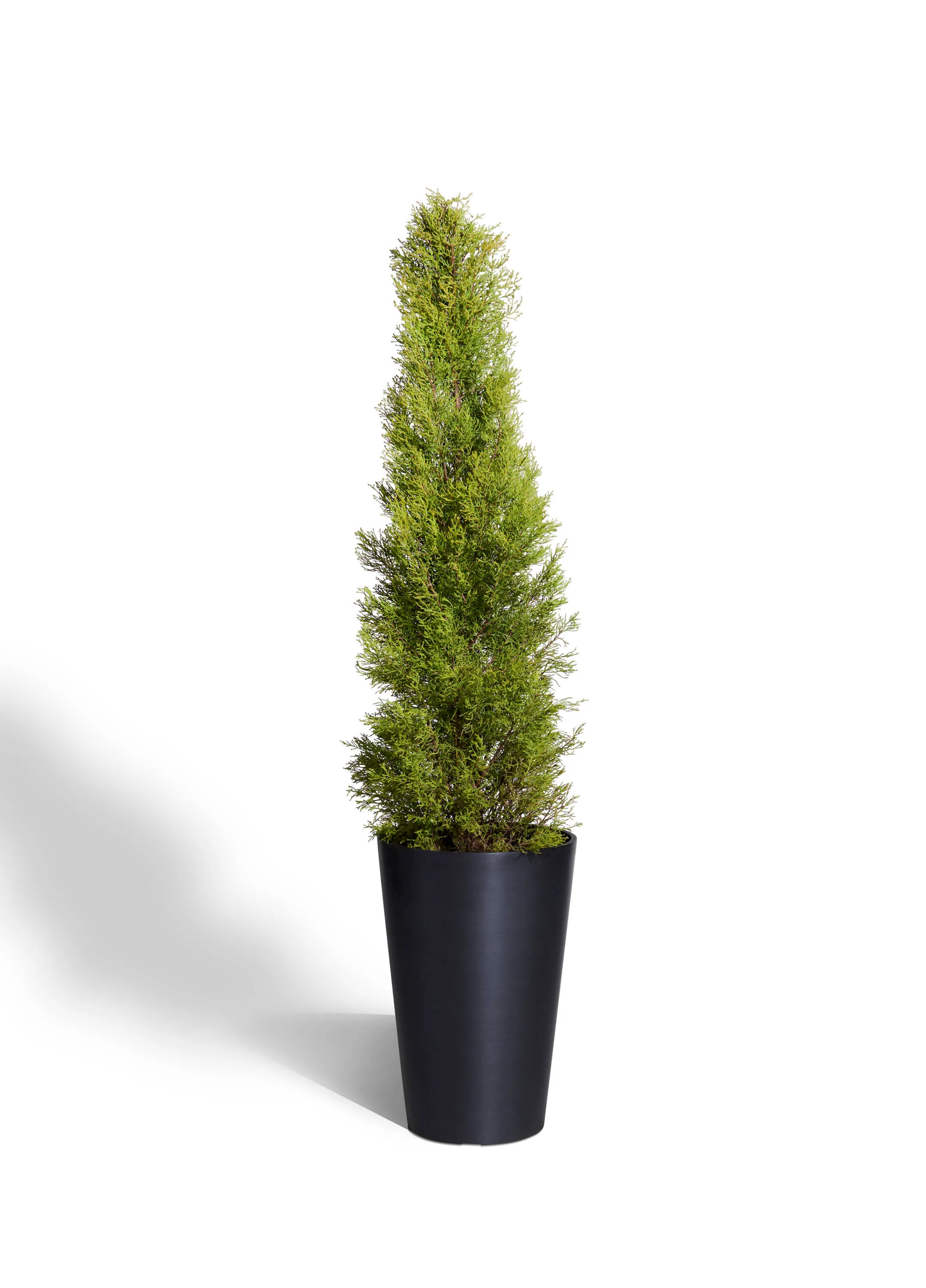 Lemon Cypress