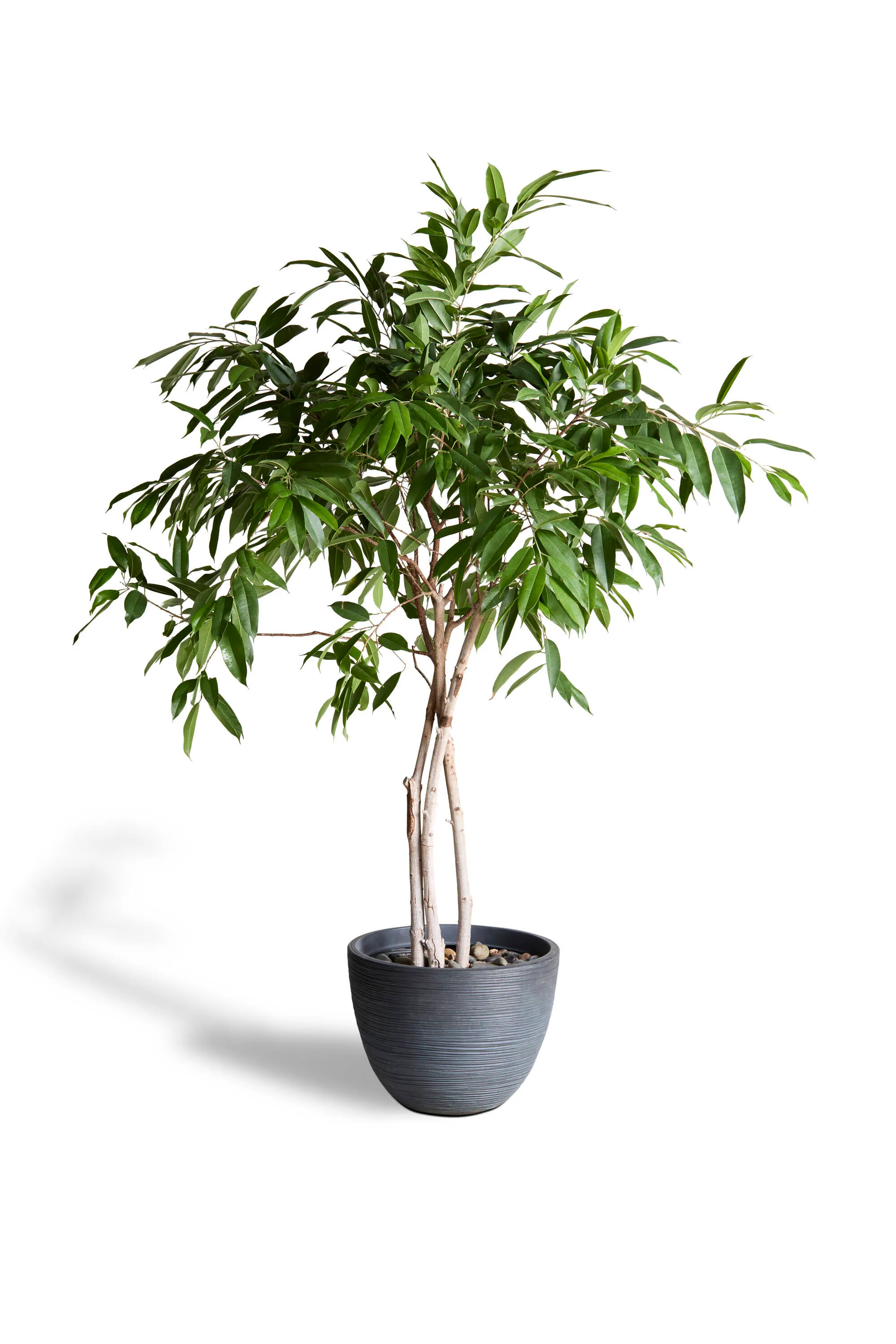 Long Leaf Fig