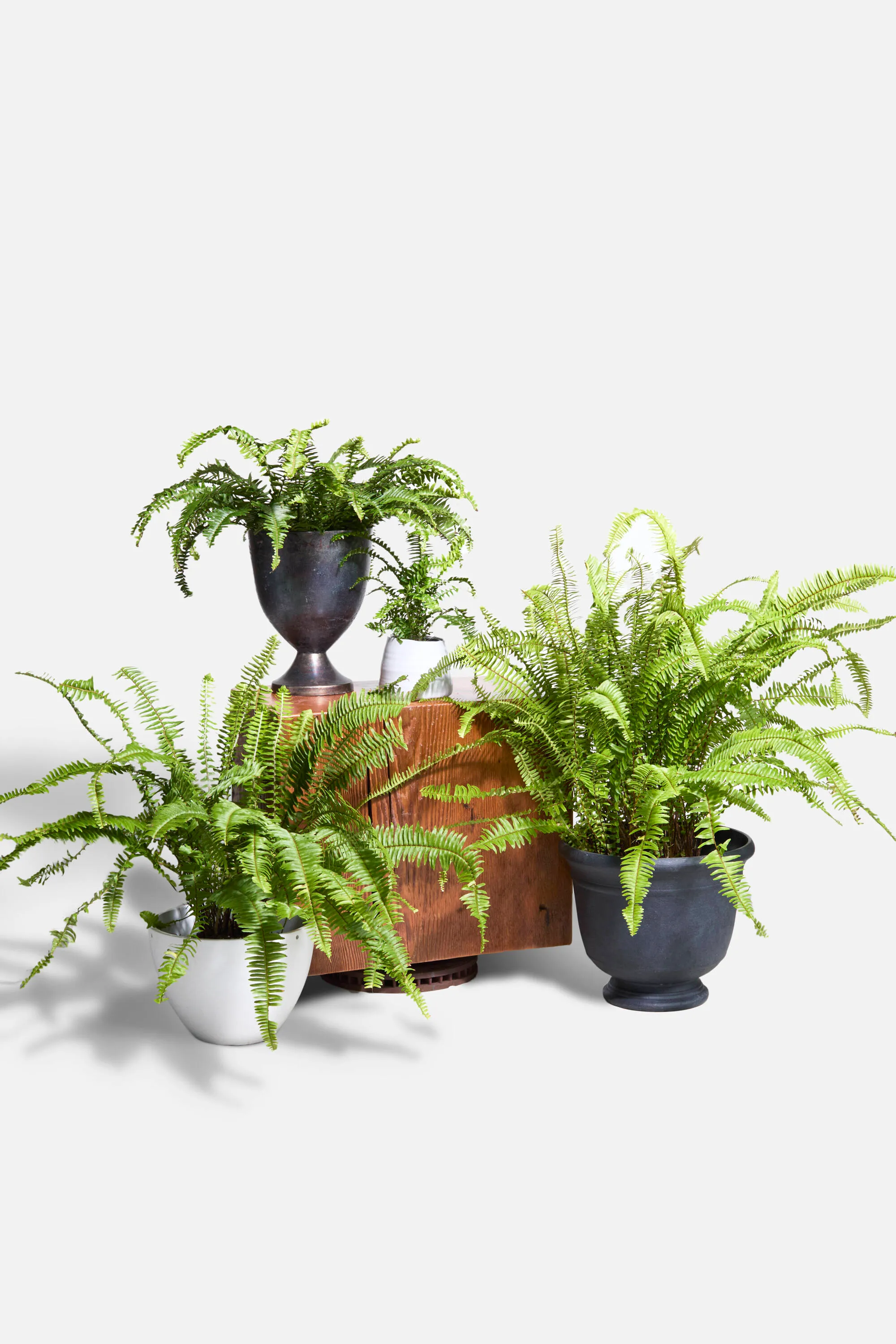Fern