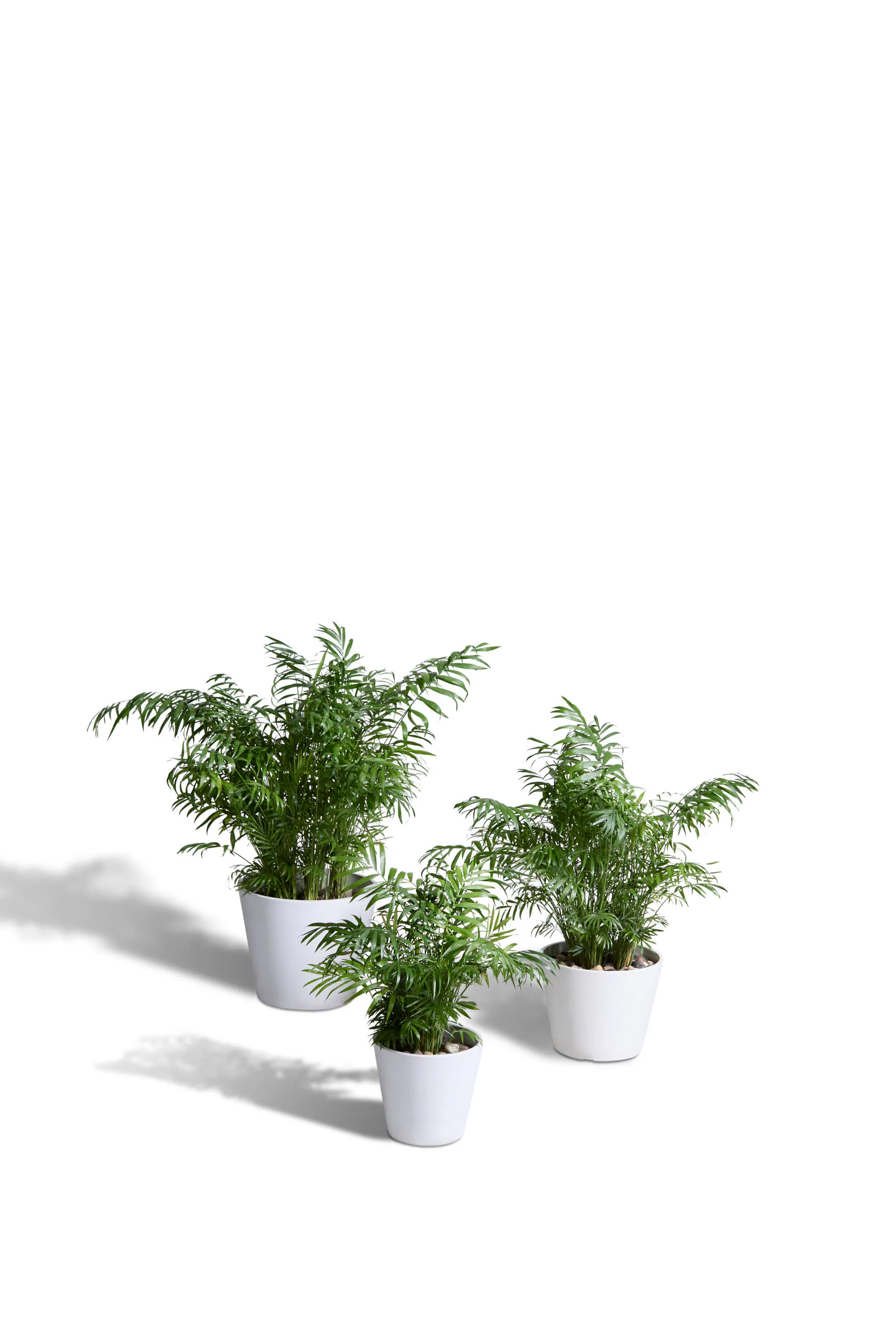 Neanthe Bella Palm