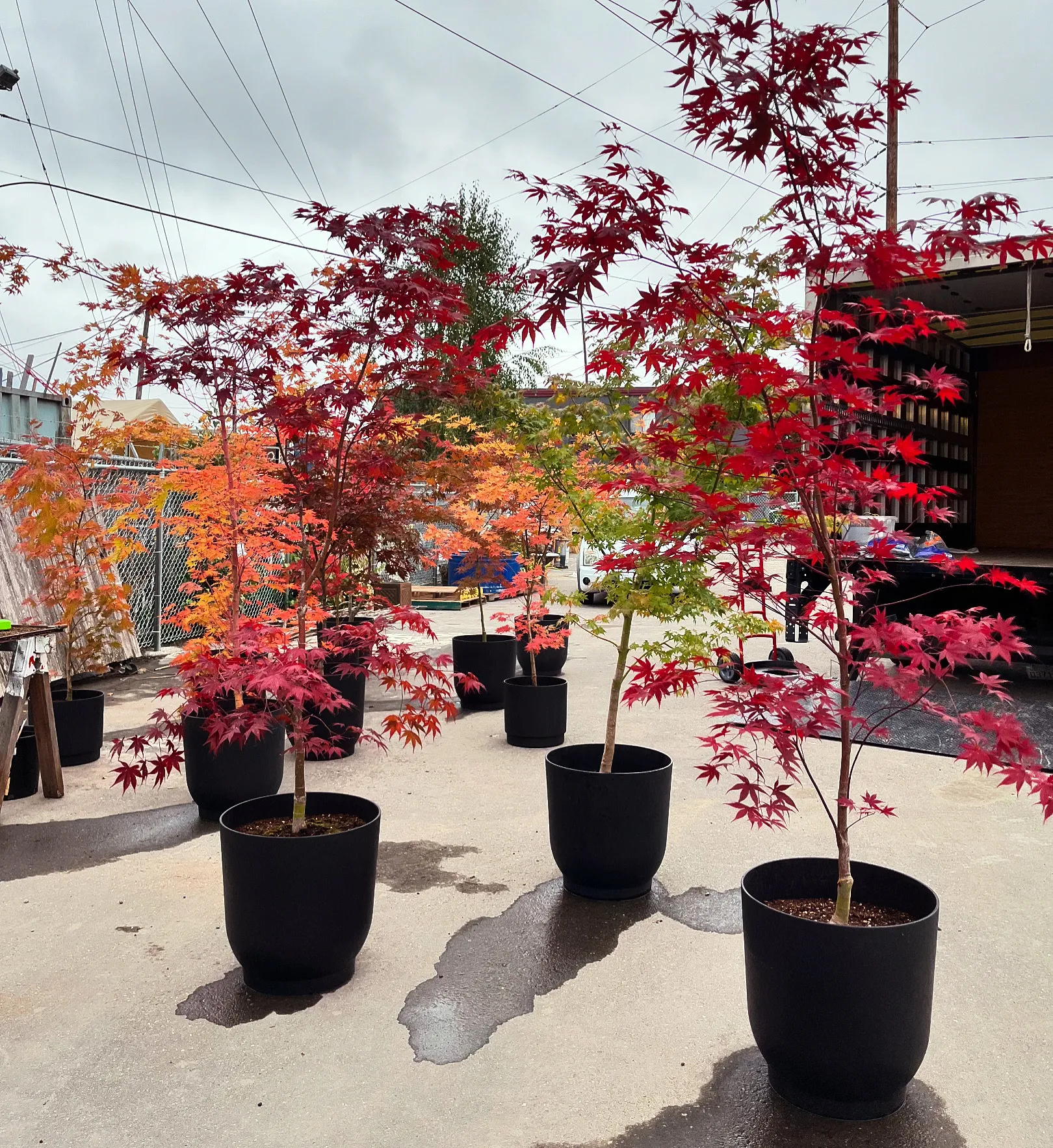Maple