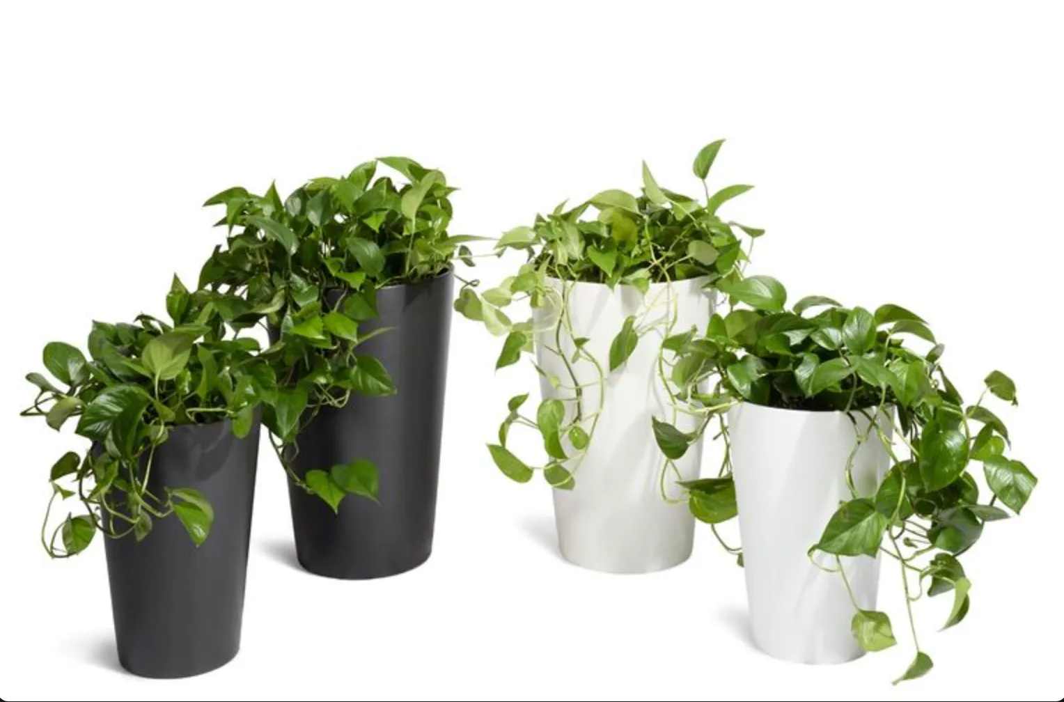 Pothos