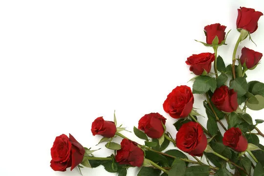 Red Rose