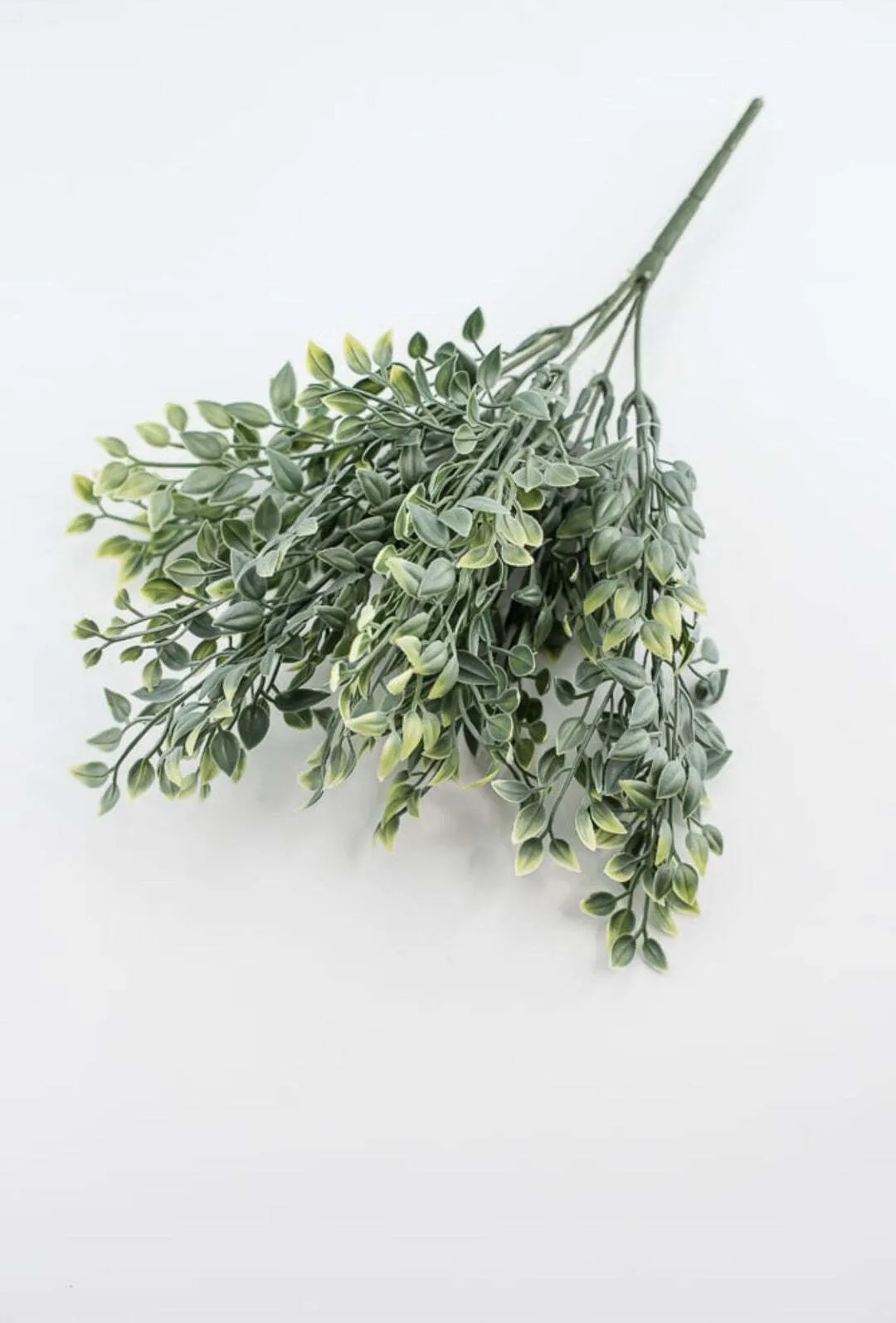 Green mini boxwood bush