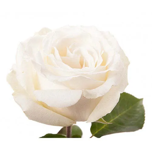 Ivory Rose