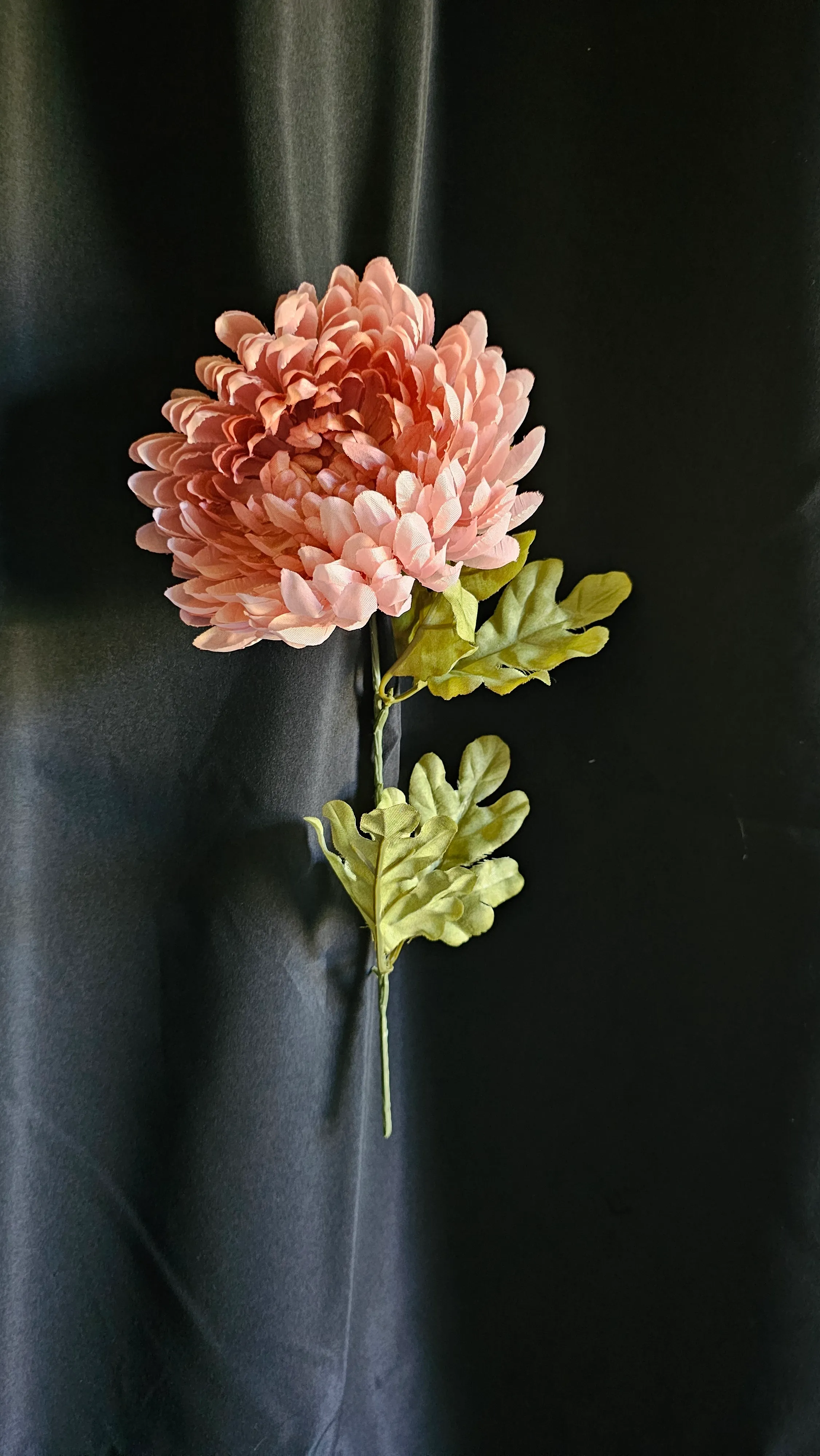 Pink Mums 