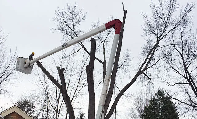 tree cutting services
