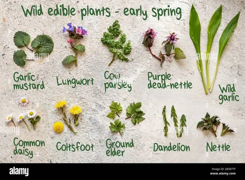 Sunday Foraging Float Tour (Add On)