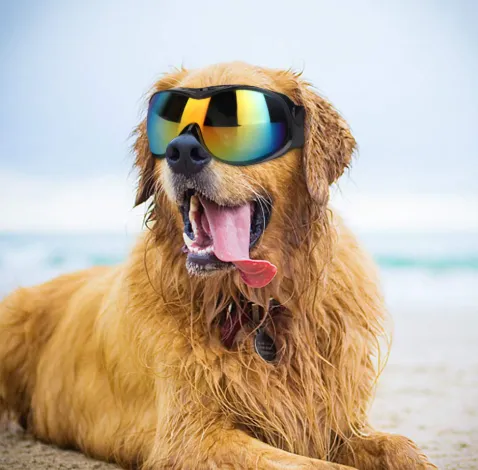 Add-on - Glasses - Dog Sunglasses (Rental)*