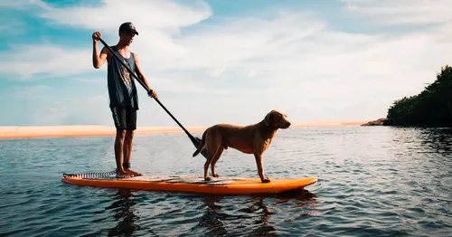 Dog-Friendly Paddleboard (Rental)