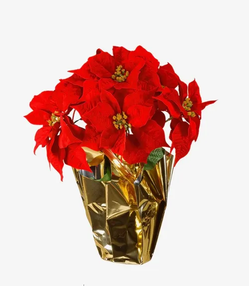 Red Velvet Potted Poinsettias