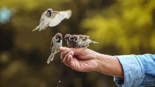 Bird Food (For sale)*