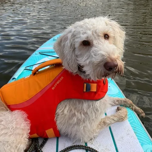 Dog PFD/Life Jacket (Rental) Various sizes available*