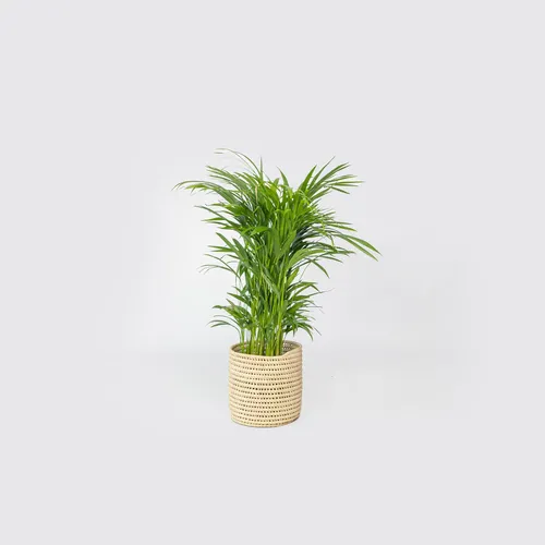 Large Bamboo Palm