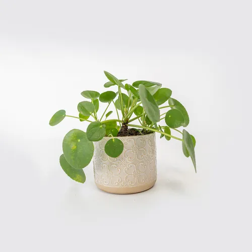 Chinese Money Plant