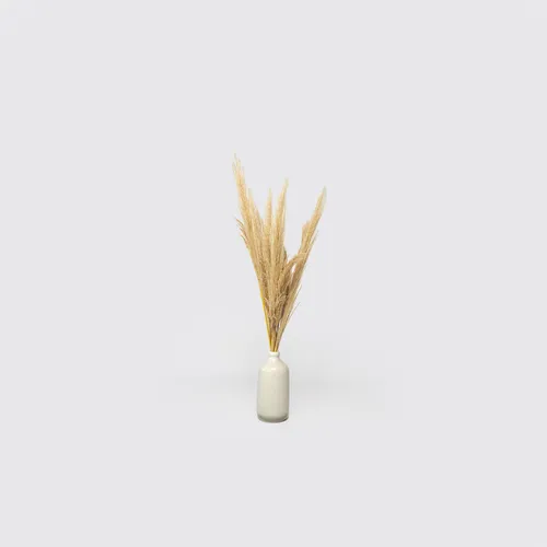 Pampas per stem