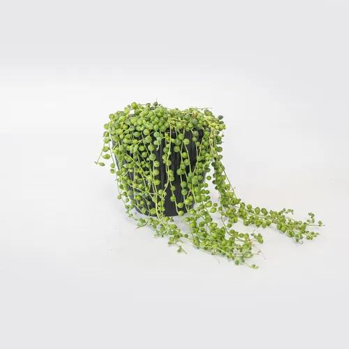 Senecio