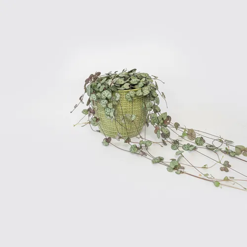 Ceropegia Woodii